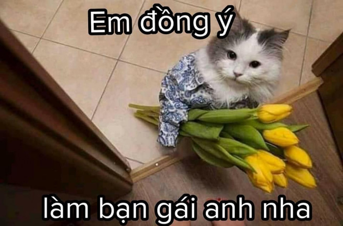 199+ Ảnh Meme Cute, Mèo Bựa, Dễ Thương Xỉu Up Xỉu Down