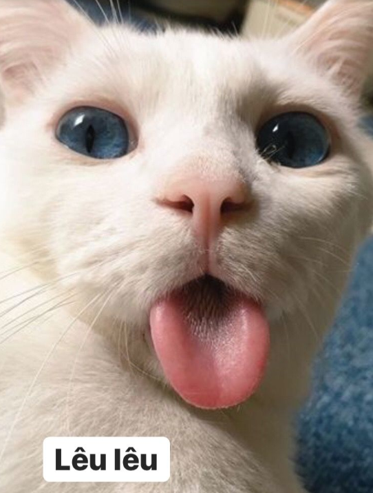 199+ Ảnh Meme Cute, Mèo Bựa, Dễ Thương Xỉu Up Xỉu Down